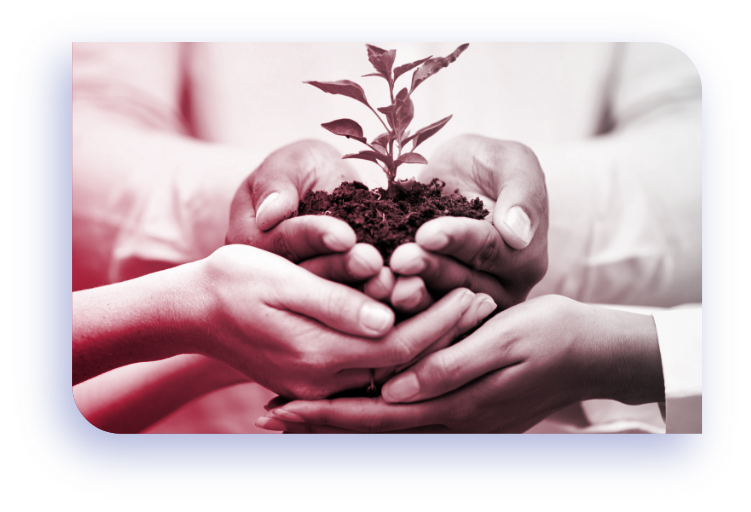 Hands holding a young plant